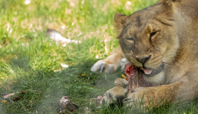 Lion eating